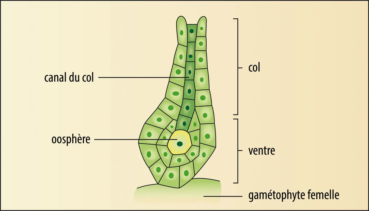 Archégone (gamétange femelle) des Embryophytes