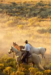 Cow-boy à cheval - crédits : J. Hatch/ Shutterstock