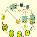 Eimeria : cycle - crédits : Encyclopædia Universalis France