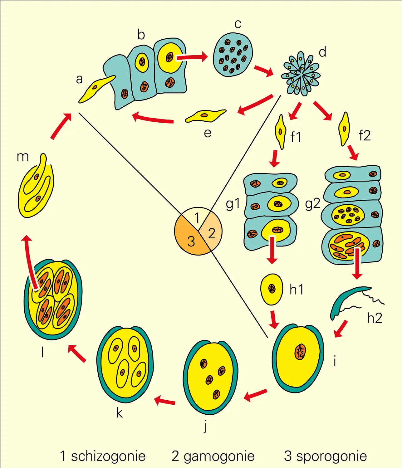 Eimeria : cycle