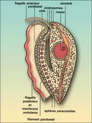 Tricomonas muris - crédits : Encyclopædia Universalis France