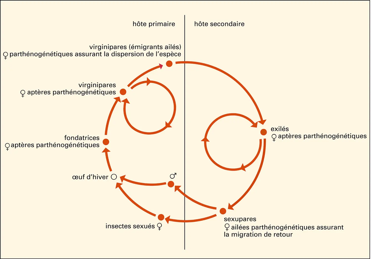 Pucerons : cycle