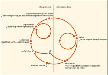 Pucerons : cycle - crédits : Encyclopædia Universalis France