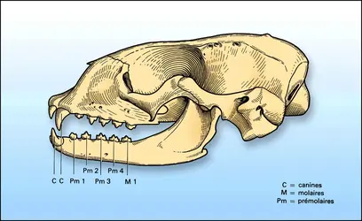 Crâne de phoque - crédits : Encyclopædia Universalis France
