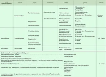 Classification des Thiobactériales - crédits : Encyclopædia Universalis France