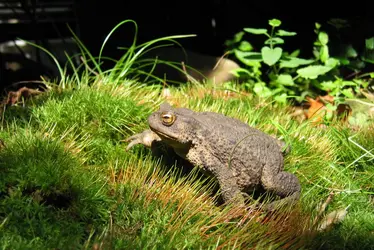 Crapaud commun - crédits : Laurent Lebois/ flickr ; CC-BY