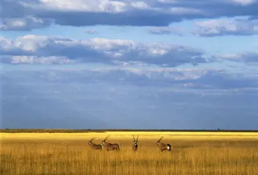 Gemsbok ou oryx du Cap - crédits : Chris Harvey/ The Image Bank/ Getty Images