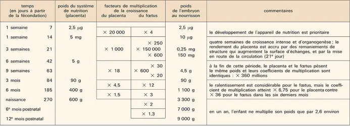Croissance fœtale et placentaire - crédits : Encyclopædia Universalis France