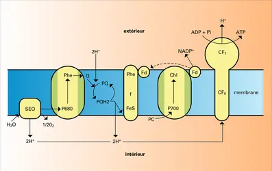 Transport des électrons et des protons dans une membrane - crédits : Encyclopædia Universalis France