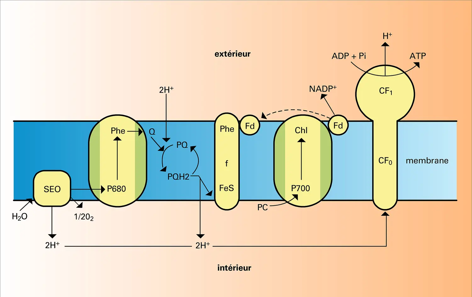 Transport des électrons et des protons dans une membrane