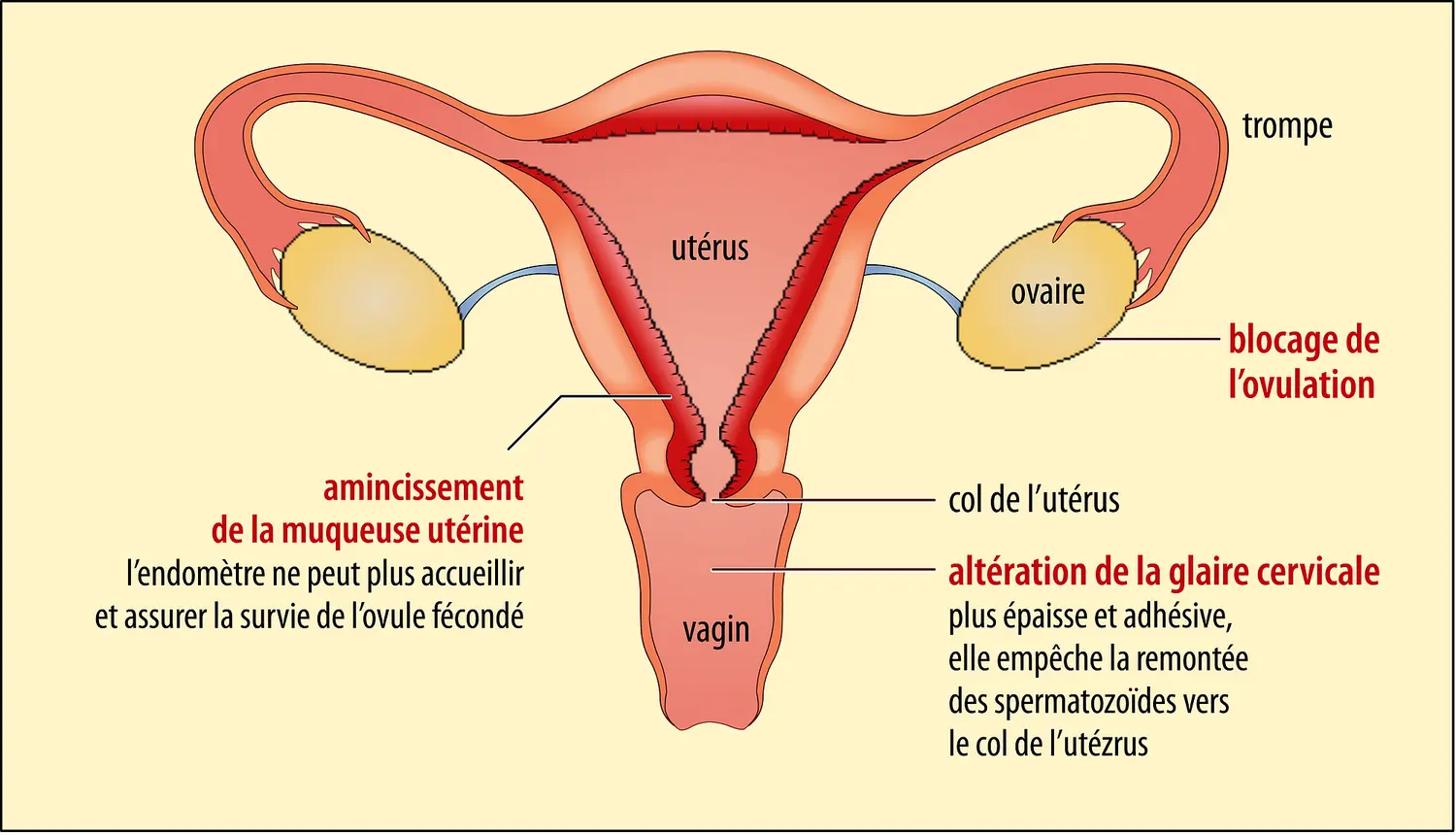 Les trois niveaux d’action de la contraception hormonale