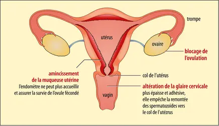 Les trois niveaux d’action de la contraception hormonale - crédits : Encyclopædia Universalis France