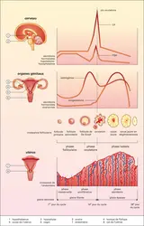 Les différents niveaux du contrôle du cycle menstruel - crédits : Encyclopædia Universalis France