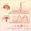 Les différents niveaux du contrôle du cycle menstruel - crédits : Encyclopædia Universalis France