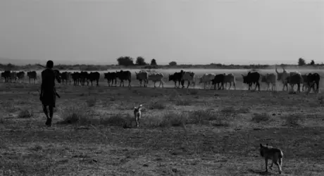 Troupeau de zébus, Kenya - crédits : S. Graeme/ Shutterstock