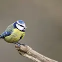 Mésange bleue - crédits : Erni/ Shutterstock