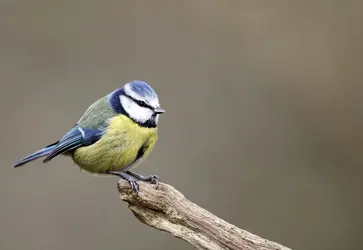 Mésange bleue - crédits : Erni/ Shutterstock