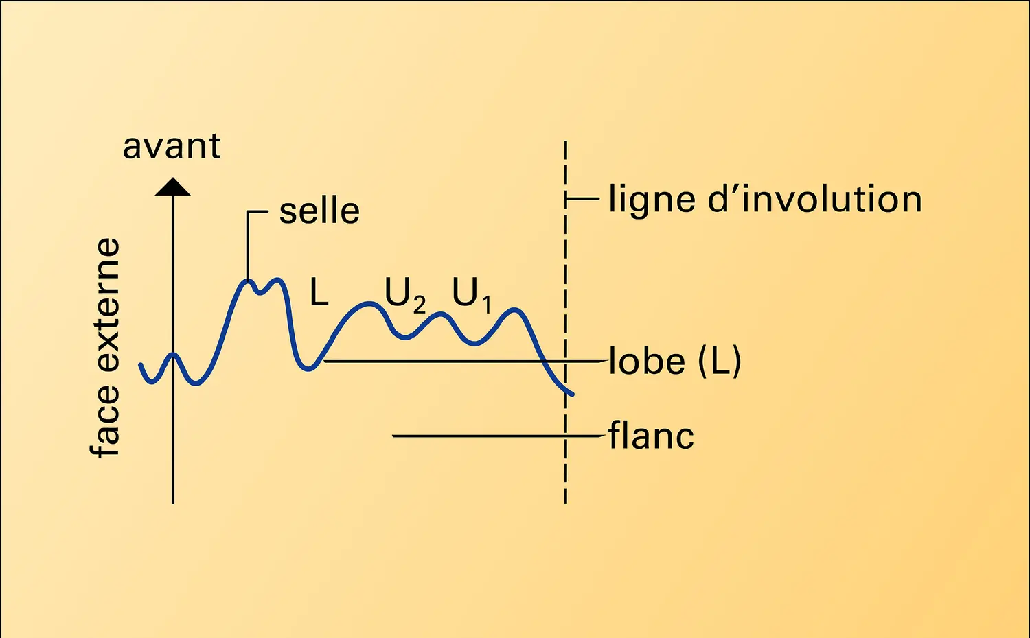 Suture simple d'une ammonite