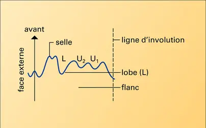 Suture simple d'une ammonite - crédits : Encyclopædia Universalis France