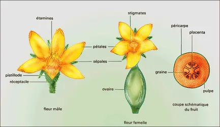 Melon - crédits : Encyclopædia Universalis France