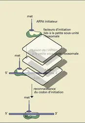 Traduction ribosomale de l'ARN messager - crédits : Encyclopædia Universalis France