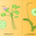 Hydrocharitacées - crédits : Encyclopædia Universalis France