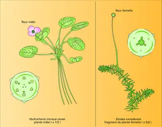 Hydrocharitacées - crédits : Encyclopædia Universalis France