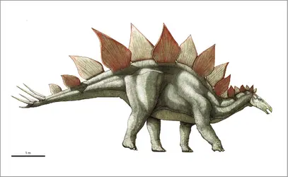 Stegosaurus - crédits : Encyclopædia Universalis France