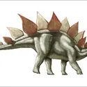 Stegosaurus - crédits : Encyclopædia Universalis France