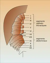 Formation d'un sillon transverse au cours du développement embryonnaire - crédits : Encyclopædia Universalis France