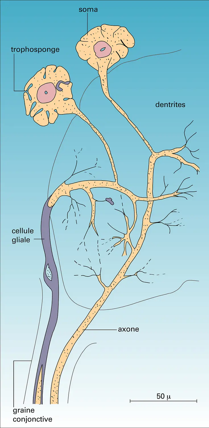 Neurone unipolaire vrai