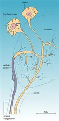 Neurone unipolaire vrai - crédits : Encyclopædia Universalis France