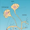 Neurone unipolaire vrai - crédits : Encyclopædia Universalis France