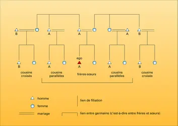 Cousins parallèles et croisés - crédits : Encyclopædia Universalis France