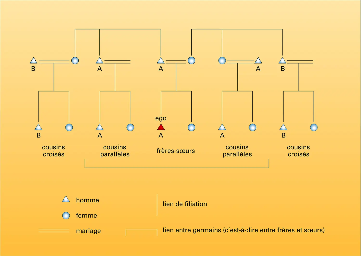 Cousins parallèles et croisés