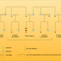 Cousins parallèles et croisés - crédits : Encyclopædia Universalis France