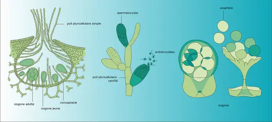 Fucus vesiculorosus : organes reproducteurs - crédits : Encyclopædia Universalis France