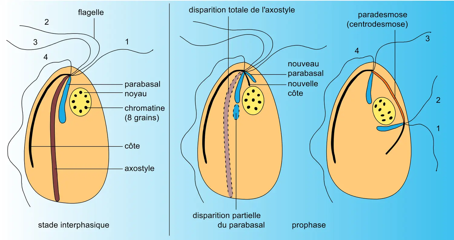 Tricomonas caviae - vue 1