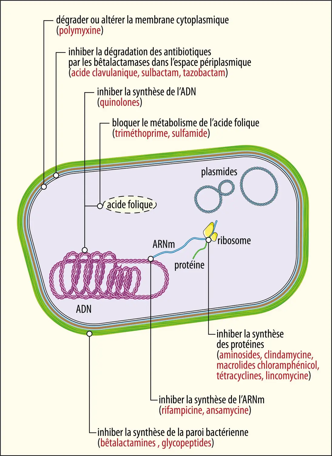 Sites d’action des principaux antibiotiques