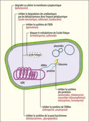 Sites d’action des principaux antibiotiques - crédits : Encyclopædia Universalis France