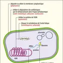 Sites d’action des principaux antibiotiques - crédits : Encyclopædia Universalis France