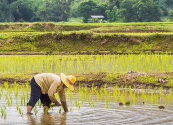 Repiquage du riz en Thaïlande - crédits : Mr.Moo/ Shutterstock