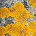 Lichen - crédits : Cuveland/ Ullstein Bild/ Getty Images