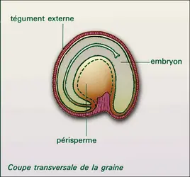 Betterave, graine - crédits : Encyclopædia Universalis France