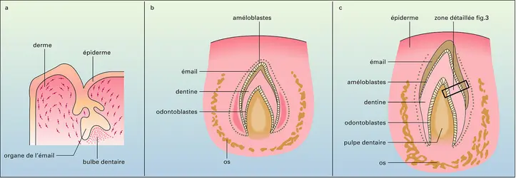 Développement d'une dent humaine - crédits : Encyclopædia Universalis France