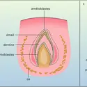 Développement d'une dent humaine - crédits : Encyclopædia Universalis France