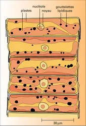 Fragilaria sp. - crédits : Encyclopædia Universalis France