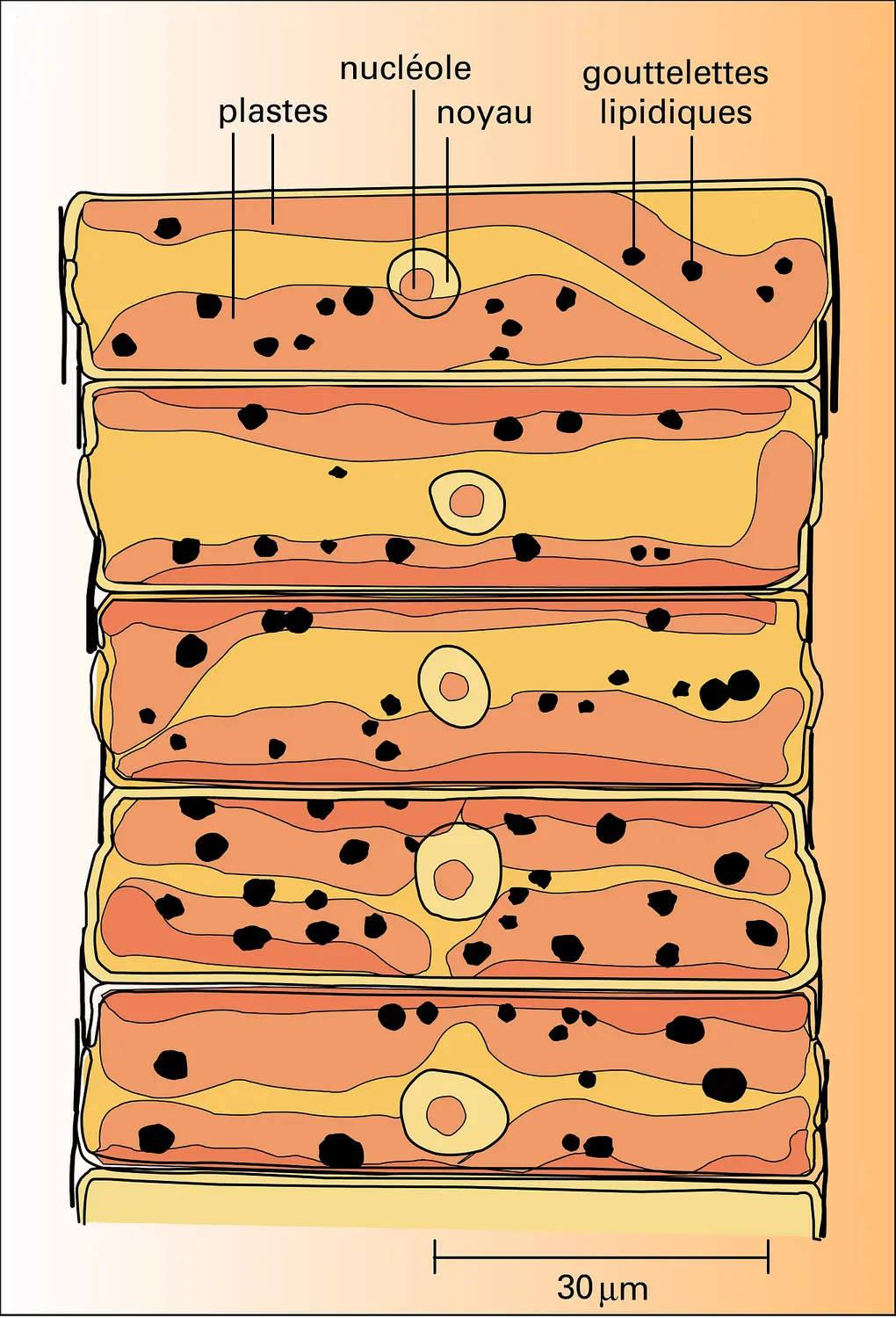 Fragilaria sp.