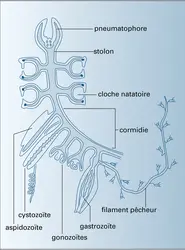 Colonie - crédits : Encyclopædia Universalis France