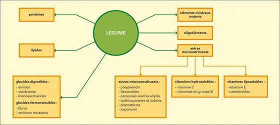 Légumes : composition nutritionnelle - crédits : Encyclopædia Universalis France